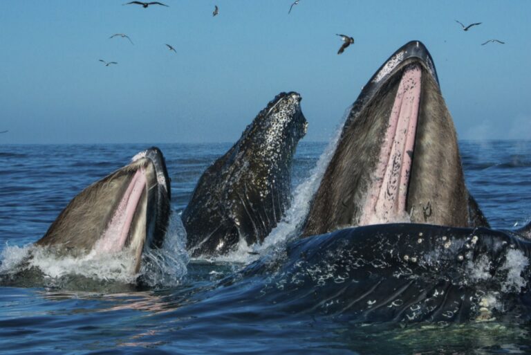 Overview of oceanographic and ecological factors that contribute to Cordell Bank’s high productivity